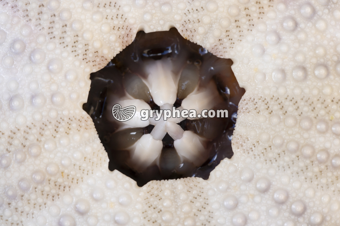 Lanterne d'Aristote et ses 5 dents (face inférieure de l'Oursin Psammechinus miliaris) - gryphea.com